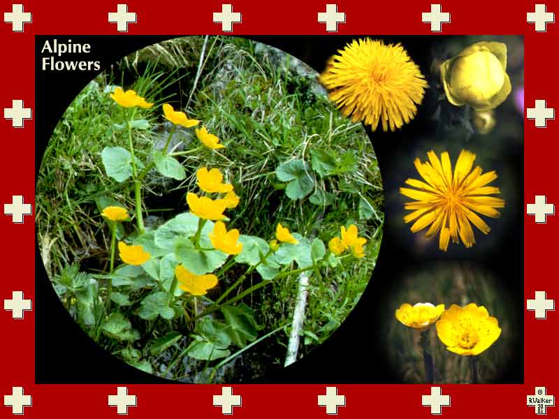 Yellow alpine flowers.