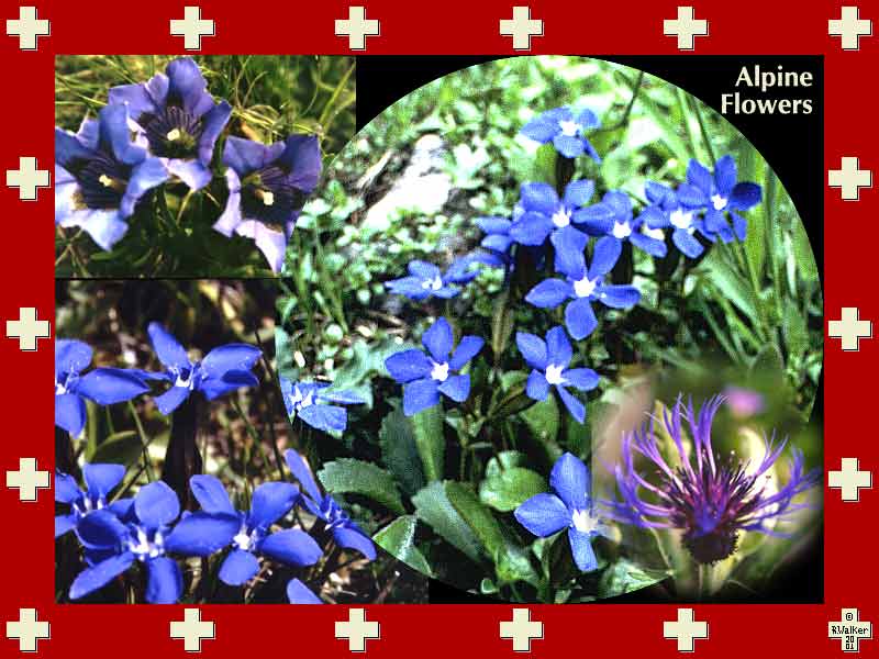 Blue alpine flowers.