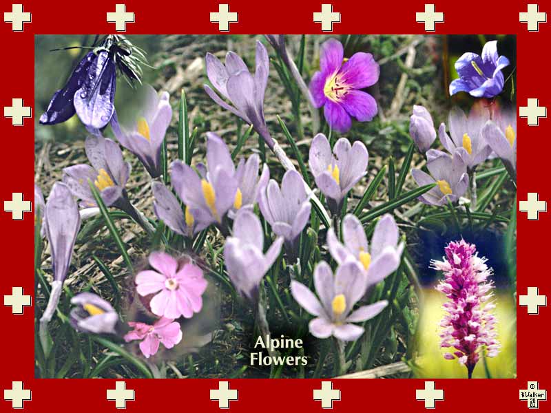 Purple, pink and blue alpine flowers.