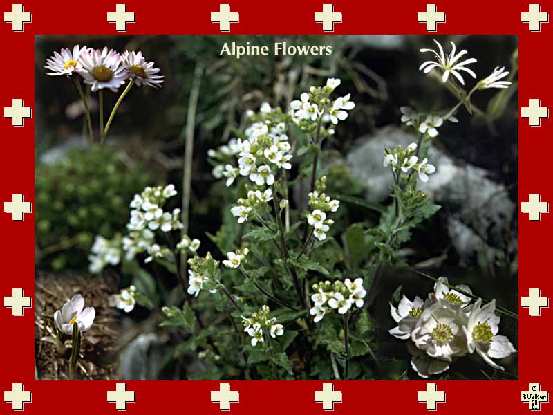 White alpine flowers.