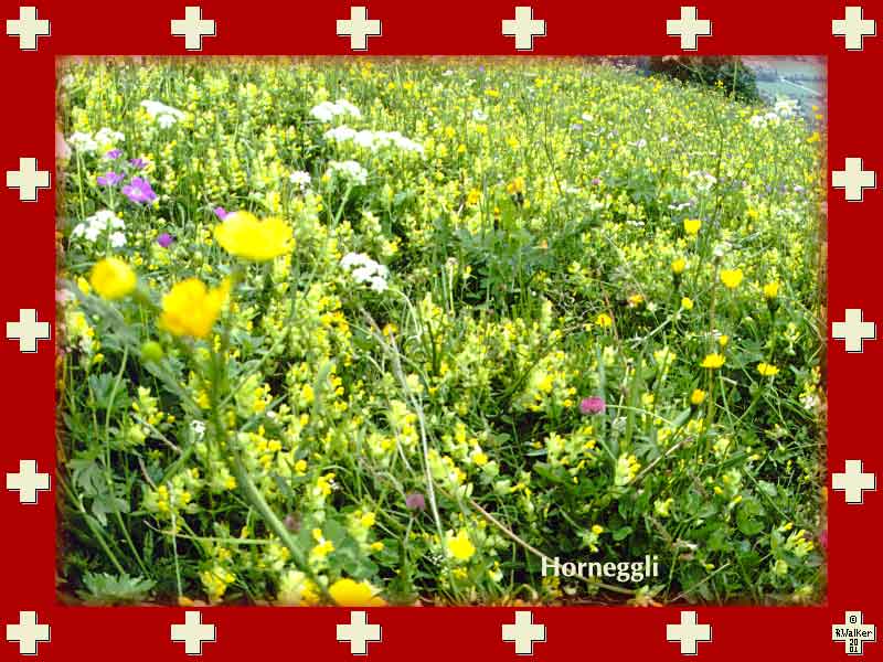 Field of yellow flowers on Saanen side of Horneggli.