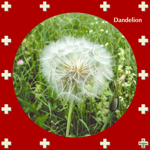 Dandelion: Dandelions can reach 1 meter tall in Switzerland.