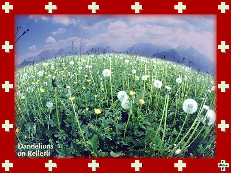 Field of dandelions on Saanen side of Rellerligrat.
