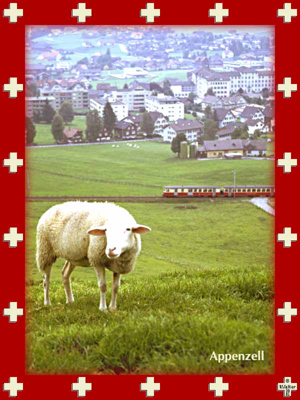 Sheep in Appenzell, with the Appenzeller Bahn in the background and the town of Appenzell (known for not allowing women to vote until recently) beyond that.