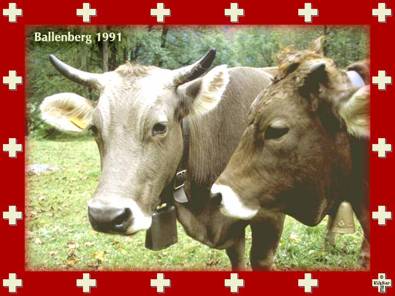Cattle at Ballenberg Open Air Museum, 1991