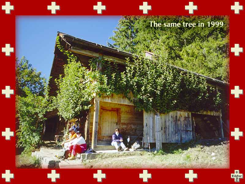 The same espaliered apple tree, October 1999.