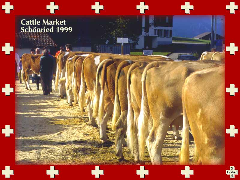 Cattle rear ends at a cattle market in Schönried, 1999