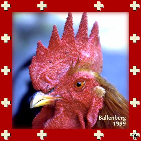 Rooster at Ballenberg Open Air Museum, 1999