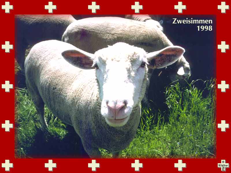 Newly-shorn sheep in Zweisimmen, 1998