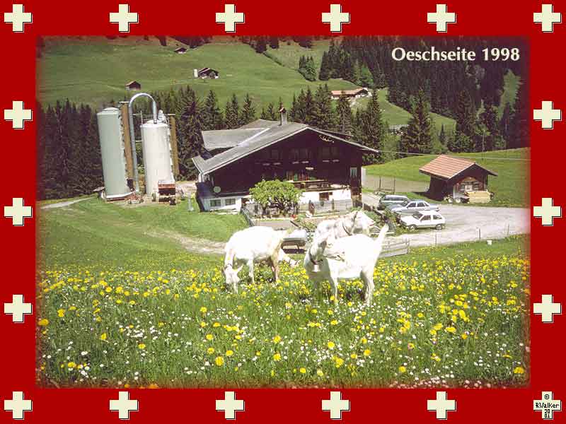 Only the electric fence prevented this territorial billy goat from attacking us -- farm near Oeschseite, 1998.