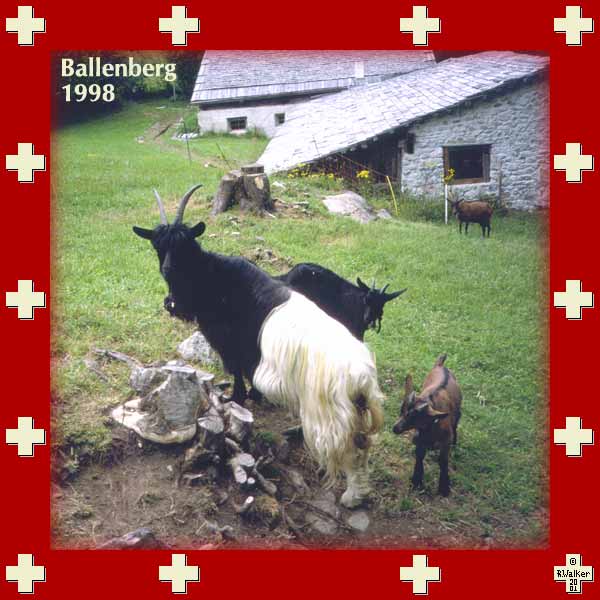 Goats at Ballenberg Open Air Museum, 1998