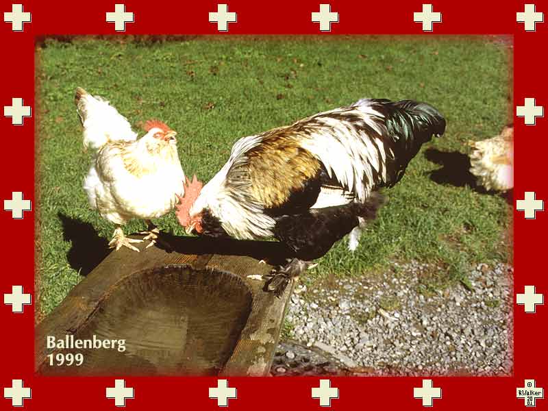 Chickens at Ballenberg Open Air Museum, 1999