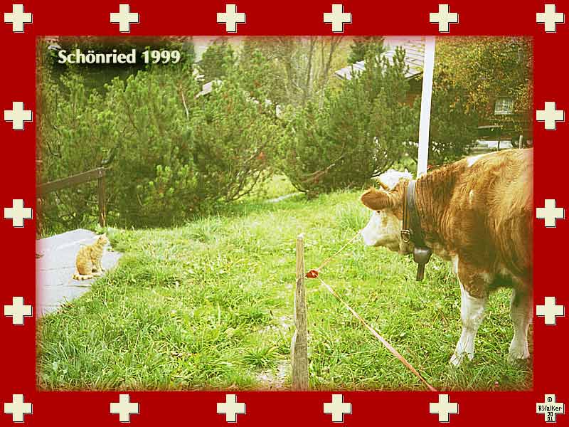 Cows are not bred for their intelligence . . . Schönried, 1999